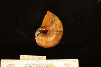 Media type: image; Malacology 158313